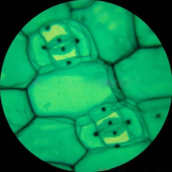 AmScope B100 Series Biological Binocular Compound Microscope 40X-2000X Magnification with 20W Halogen and Mechanical Stage
