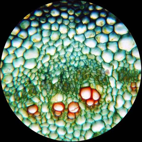 AmScope B490 Series Binocular Compound Microscope 40X-2000X Magnification with 20W Halogen and 50 Slides and 100 Coverslips