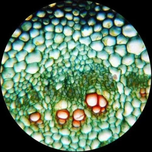 AmScope B490 Series Professional Biological Binocular Compound Microscope 40X-2000X Magnification With 20W Halogen, 3D Mechanical Stage and 3MP USB 2.0 C-mount Camera