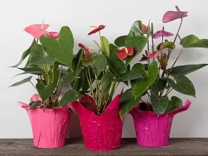 Anthurium