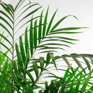 Cat Palm