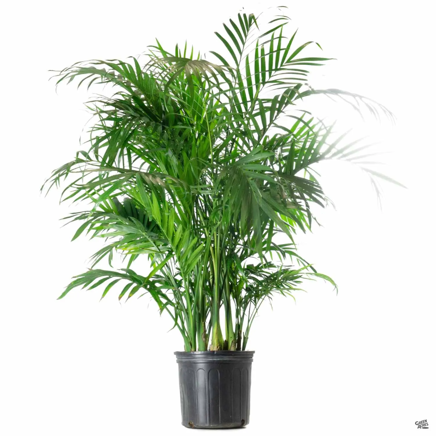 Cat Palm